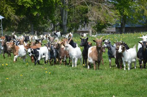 chèvres broutant dans un jardin