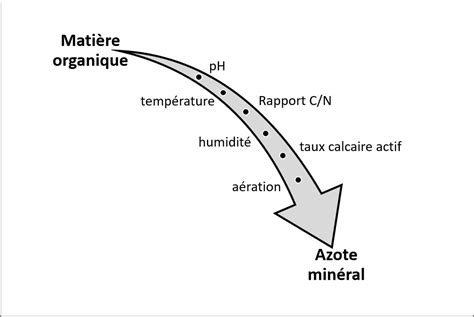 Graphique illustrant la minéralisation nette de l'azote en fonction de la température et de l'humidité