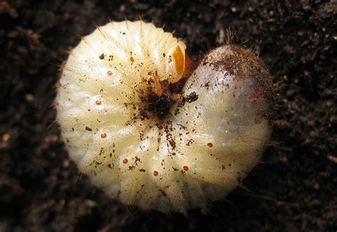 Larves de cétoine dans le compost