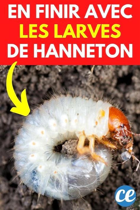 Solutions naturelles contre les larves de hanneton