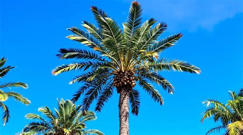 Exemple de plantation de palmiers sur l'île d'Oléron