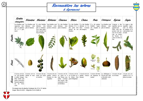 Schéma comparatif des feuilles et des aiguilles des principaux arbres forestiers européens