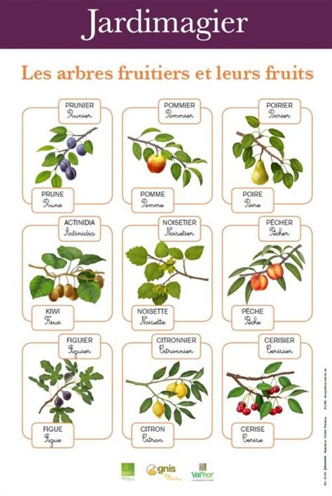 Tableau récapitulatif des arbres fruitiers et forestiers avec leurs traductions et cognats