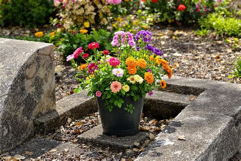 fleurs résistantes à la sécheresse pour cimetière