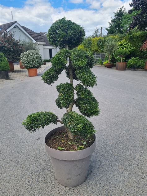Ilex crenata Bonsaï stylisé