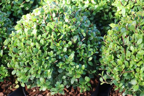 Jardin zen avec Ilex crenata et autres plantes