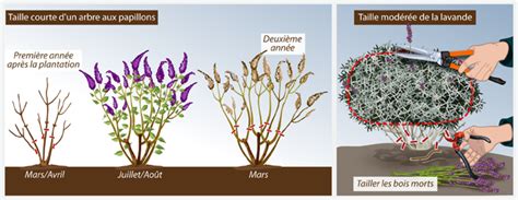 Diagramme des étapes de taille d'entretien après la floraison