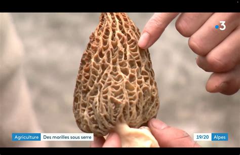 photo d'une capsule terracotta utilisée pour la culture des morilles