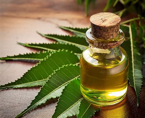 Gros plan sur l'huile de neem