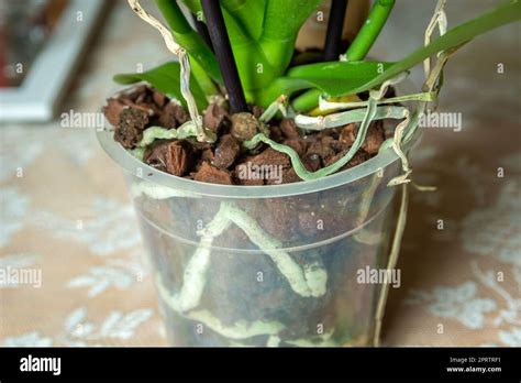 Comparaison visuelle : racines dans un pot en tissu vs pot en plastique
