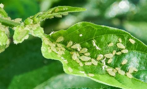 Illustration montrant les symptômes de pucerons sous une feuille de lierre