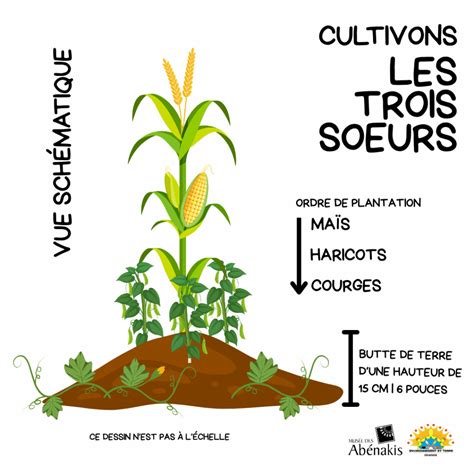 Infographie montrant l'association des Trois Sœurs au potager