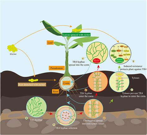 Schéma illustrant le cycle de vie du Fusarium oxysporum dans le sol et la colonisation vasculaire des racines