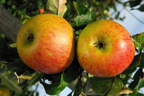 Pommes Reine des Reinettes