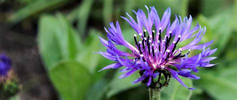Centaurée bleuet en fleur