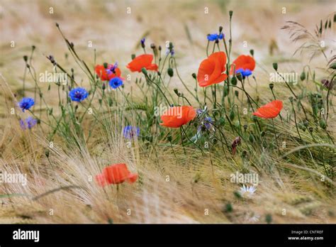 Bleuet et coquelicots dans un champ