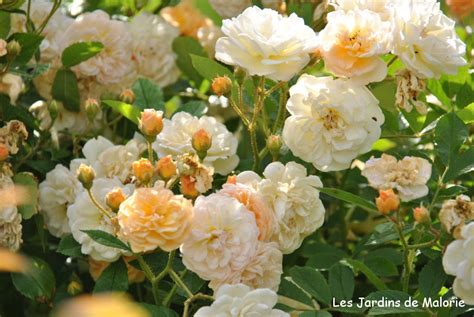 Un rosier Ghislaine de Féligonde en pleine floraison sur une tonnelle