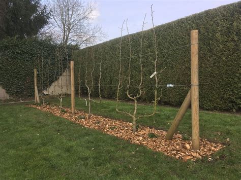Exemple d'un jardin urbain avec plusieurs fruitiers palissés contre un mur