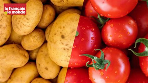 Schéma illustrant la différence entre un fruit mûr et un fruit immature sur l'arbre