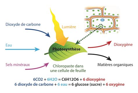 Schéma illustrant le processus de photosynthèse inhibé par une toile de paillage opaque