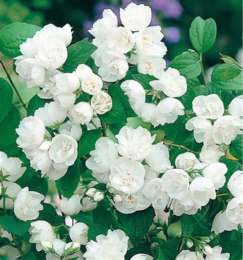 Seringat Virginal en pleine floraison printanière