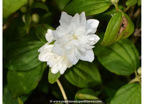 Détail des fleurs doubles du Philadelphus Virginal