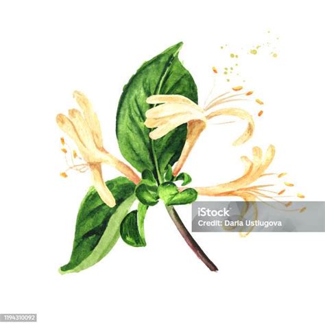 Illustration botanique d'une branche de chèvrefeuille en fleurs