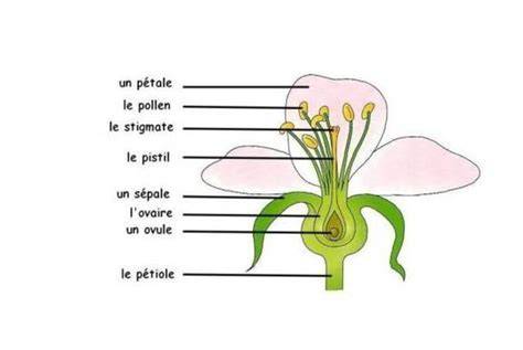 Schéma anatomique simplifié d'un pommier pour débutants