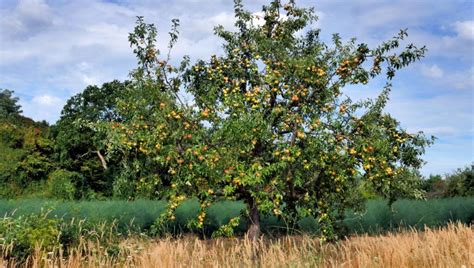 Exemple d'une composition incluant un arbre fruitier et des éléments de vie quotidienne