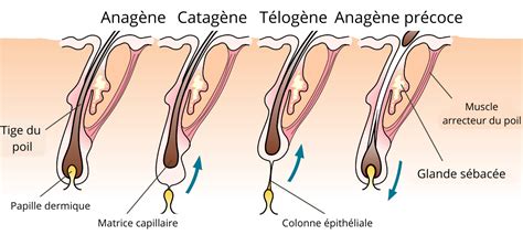 Schéma illustrant le cycle de vie du poil : phases anagène, catagène et télogène