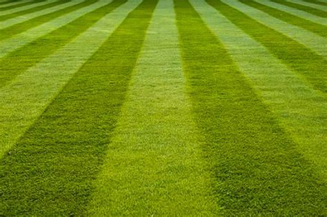 Photo gros plan montrant le détail des lignes blanches sur la pelouse verte en pâte à sucre.