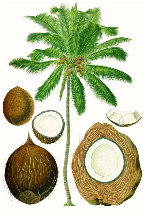 Illustration botanique d'un cocotier dans son environnement tropical