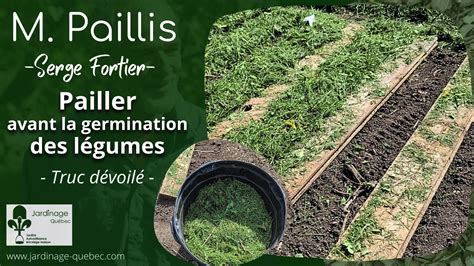Schéma explicatif de la bonne manière de pailler autour d'un jeune arbuste