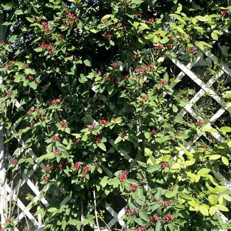 Chèvrefeuille grimpant sur un treillage en pleine floraison