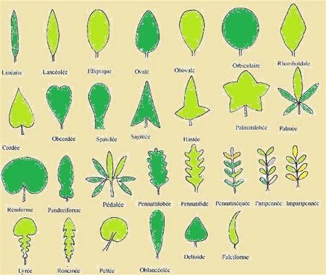 Illustration des différentes formes de feuilles de mimosa