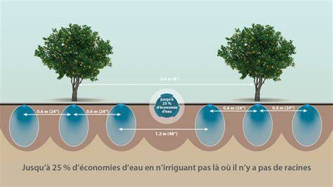 Comparaison entre goutteurs turbulents et autorégulants