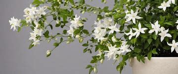 protection hivernale d'un jasmin en pot