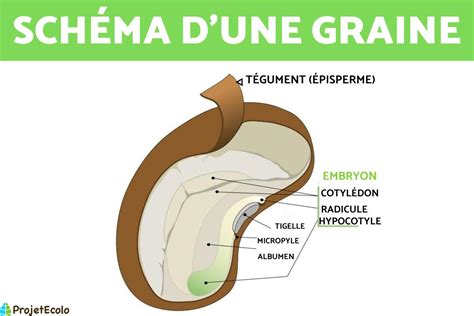 Diagramme montrant l'interaction des RONS avec les composants cellulaires de la graine.