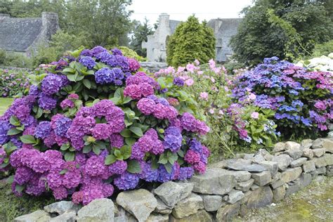 Un hortensia en fleurs dans un jardin public