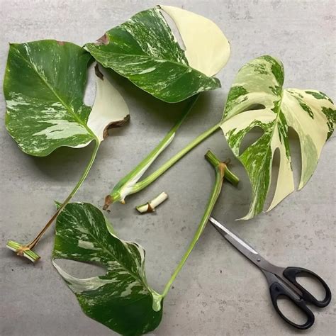 Image montrant une bouture de Monstera avec des racines saines dans un pot