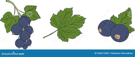 Illustration comparative des feuilles de cassis et de framboisier