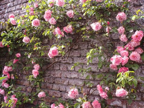 Photo d'un rosier grimpant bien palissé contre un mur