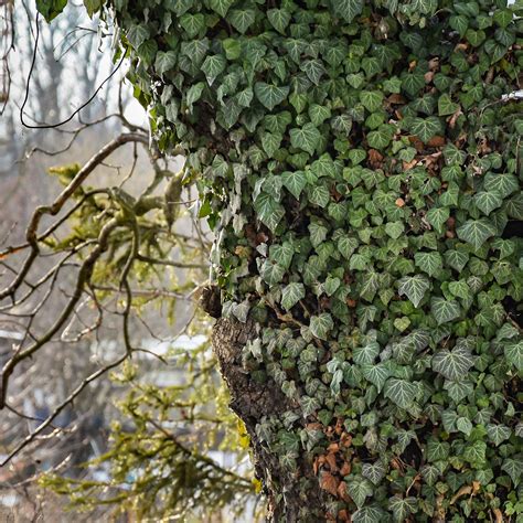 Illustration détaillée d'un pied de lierre Hedera helix montrant ses racines crampons s'agrippant à une paroi rocheuse
