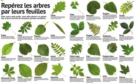 Infographie comparant les différents types de feuilles de lierre : trilobées, panachées et nervurées