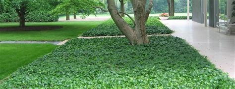 Schéma de plantation pour un couvre-sol en lierre, montrant la densité idéale pour une couverture rapide