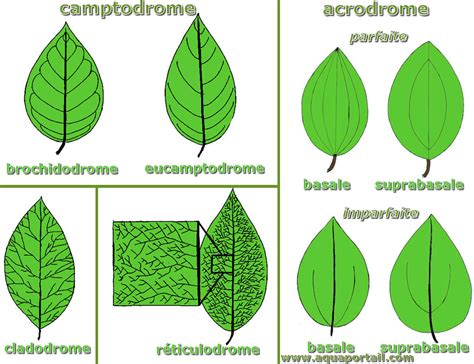 Comparaison entre la nervation parallèle des feuilles de monocotylédones et la nervation ramifiée des dicotylédones