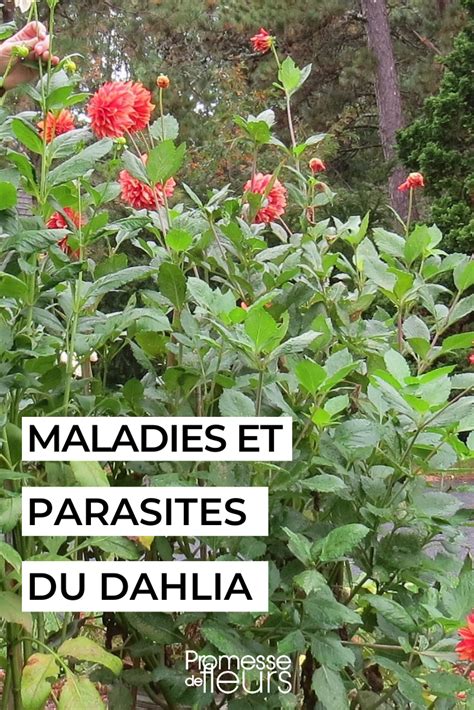 Photo comparative entre un dahlia standard et un dahlia certifié Label Rouge