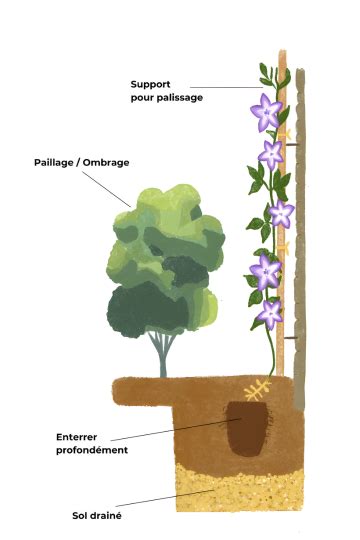 Schéma montrant une plantation profonde de clématite avec paillage au pied