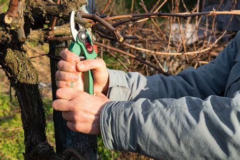 Photo montrant une opération d'effeuillage et d'entretien manuel de la vigne pour favoriser l'aération