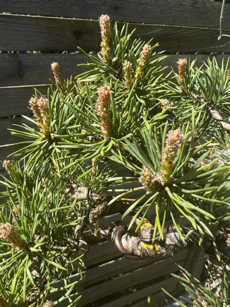 Infographie sur les étapes du pincement des chandelles de pins